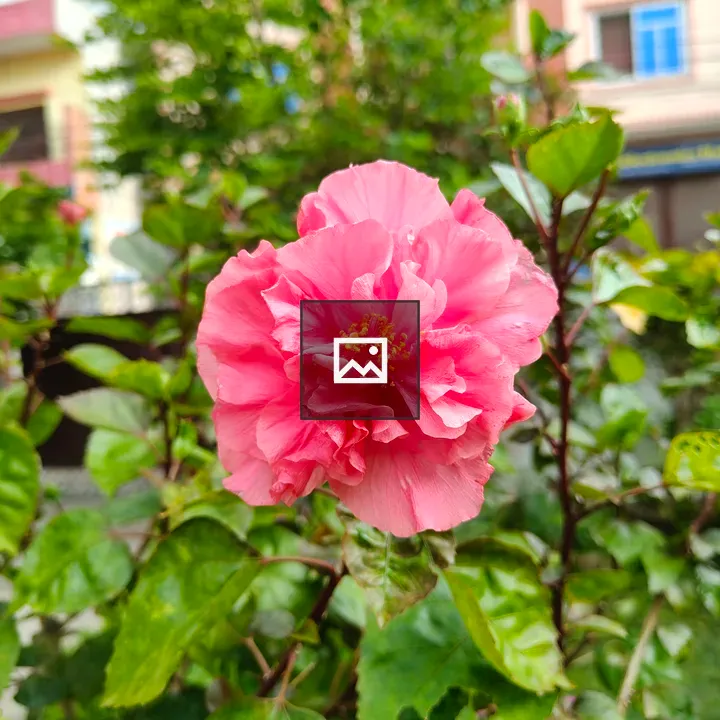 Pink frilled flower close-up