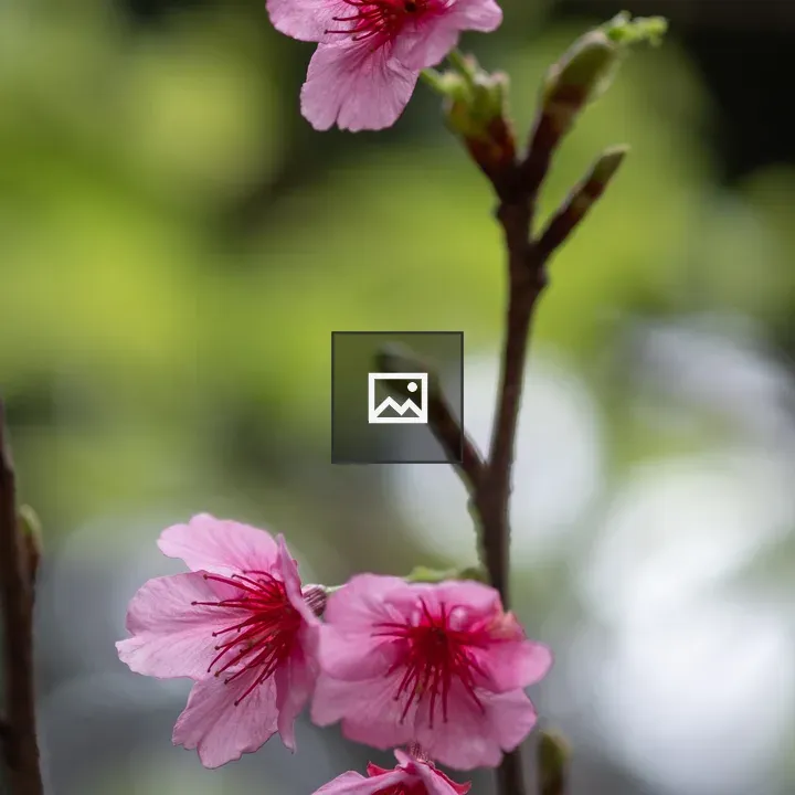 Cherry Blossoms Macro Shot