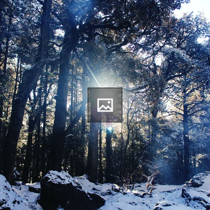 Sunlight in snowy forest