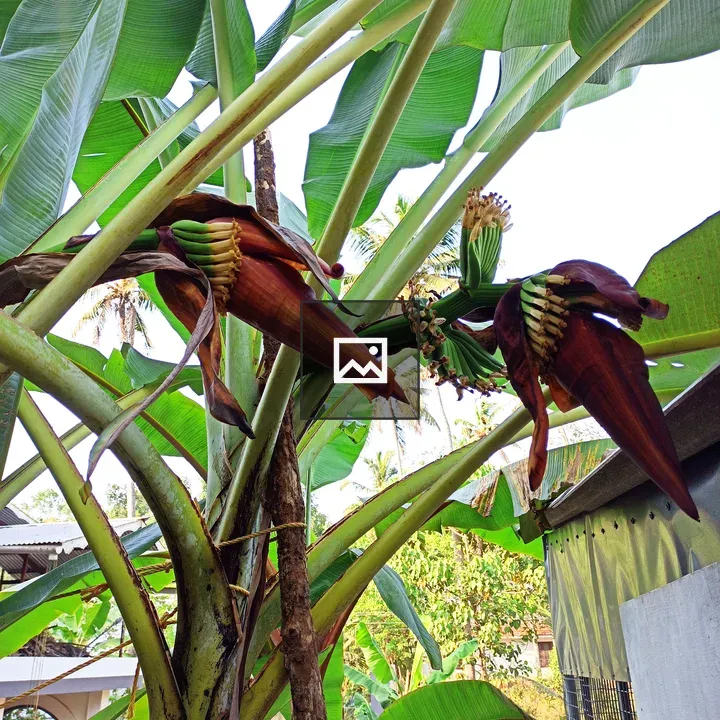 Flowering Kerala Banana tree