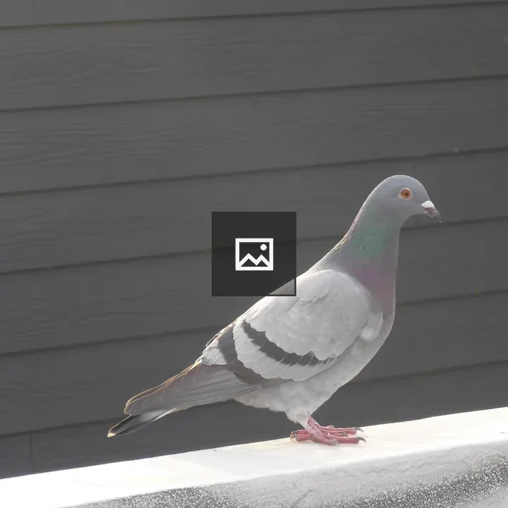 Pigeon on the street