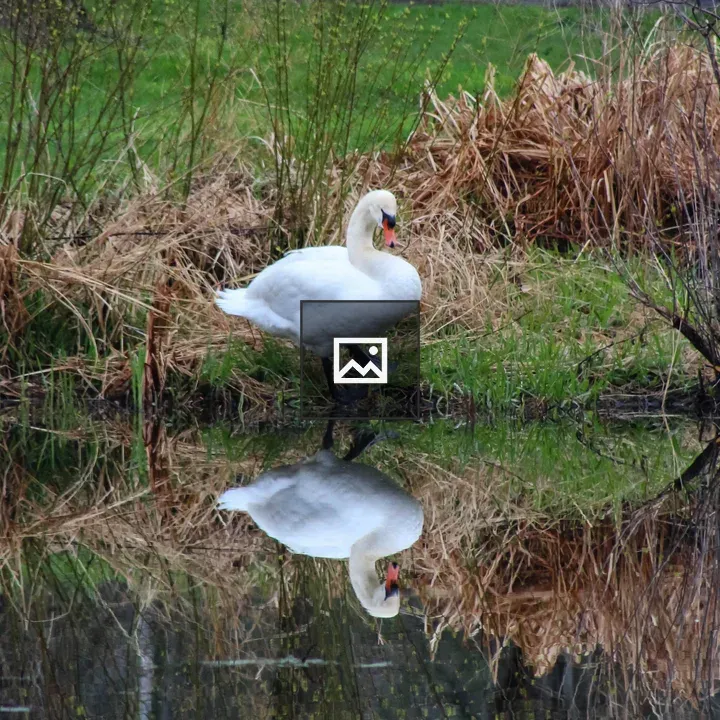 Mute Swan on Pond