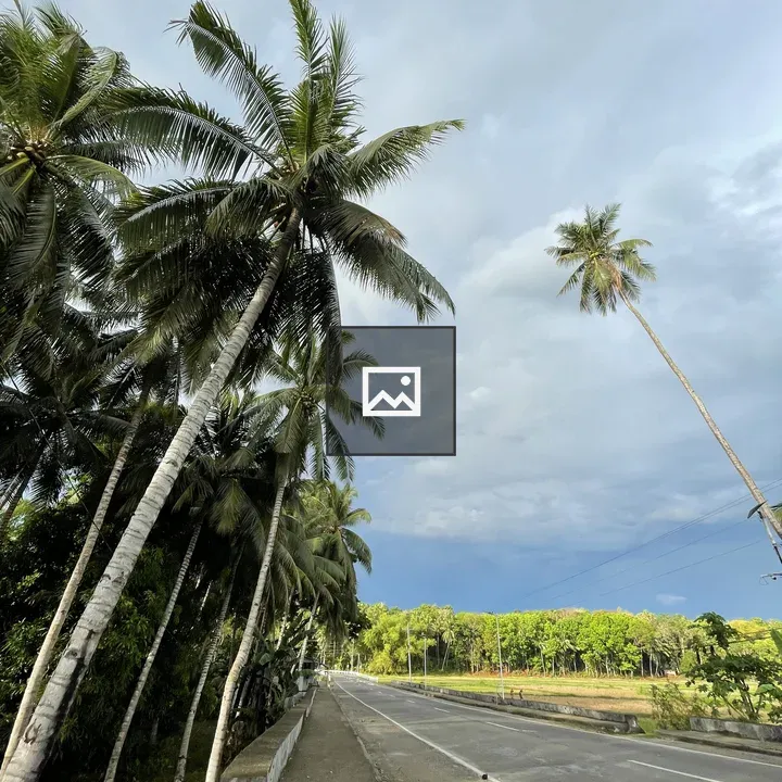 Palm Trees Beside a Road