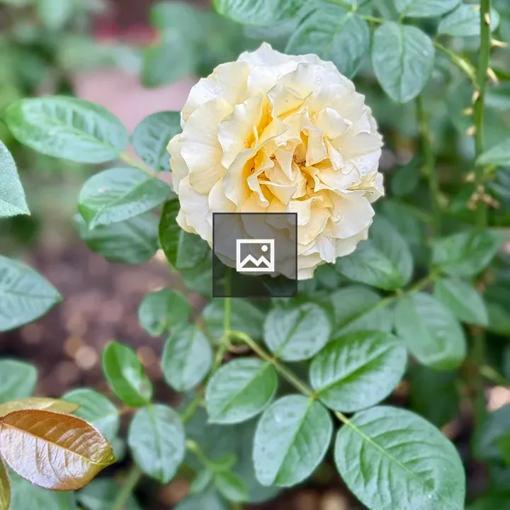 Cream-yellow rose in Portland garden