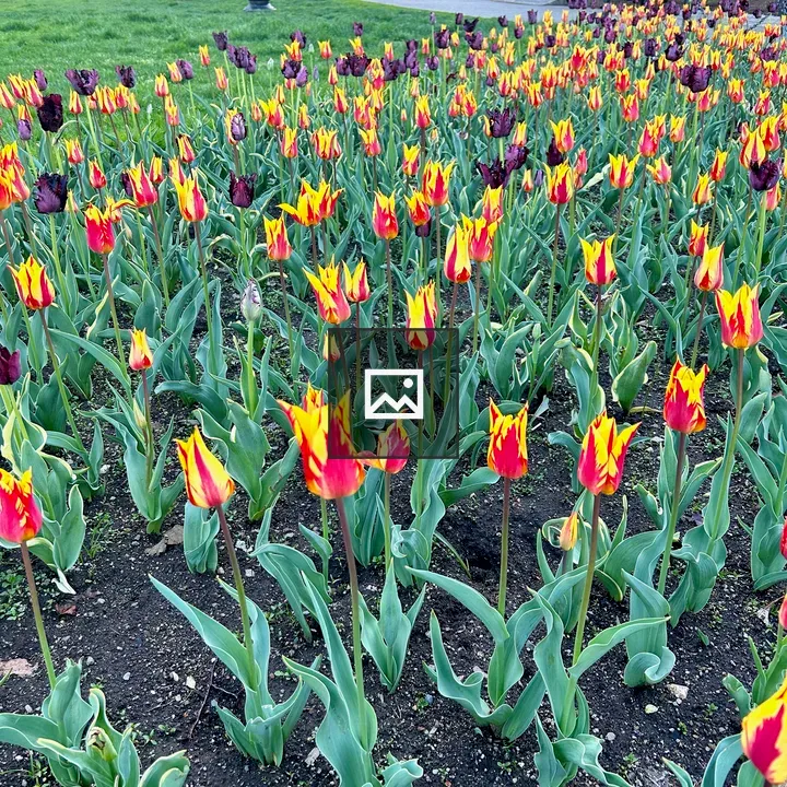 Tulip Flower Bed in Bloom