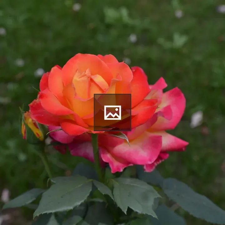Peach roses