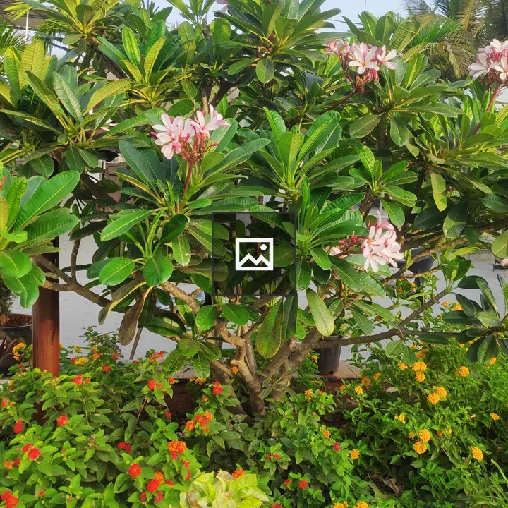 Chafa tree with blossoms