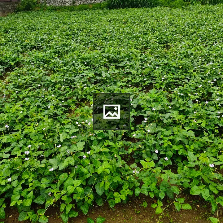 Green field with heart-shaped leaves