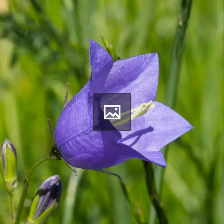 Purple bell-shaped flower close-up