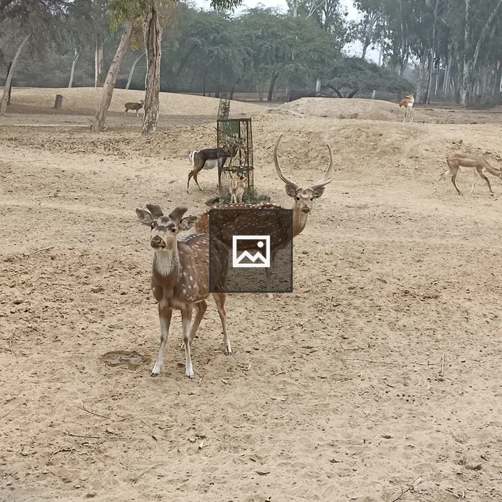 Deer in Hisar Deer Park