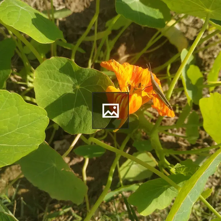 Insect on orange flower