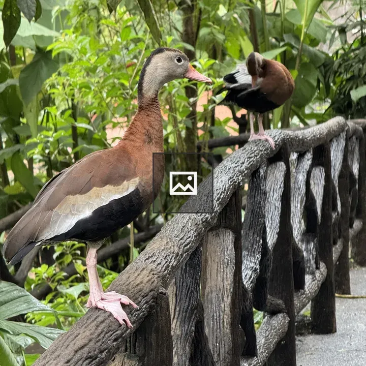 Two ducks on wooden railing