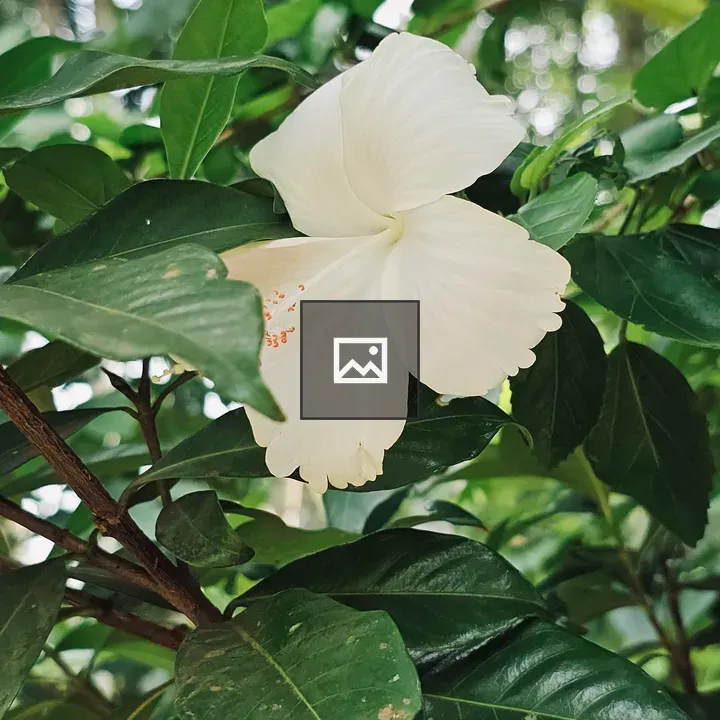 White hibiscus in garden