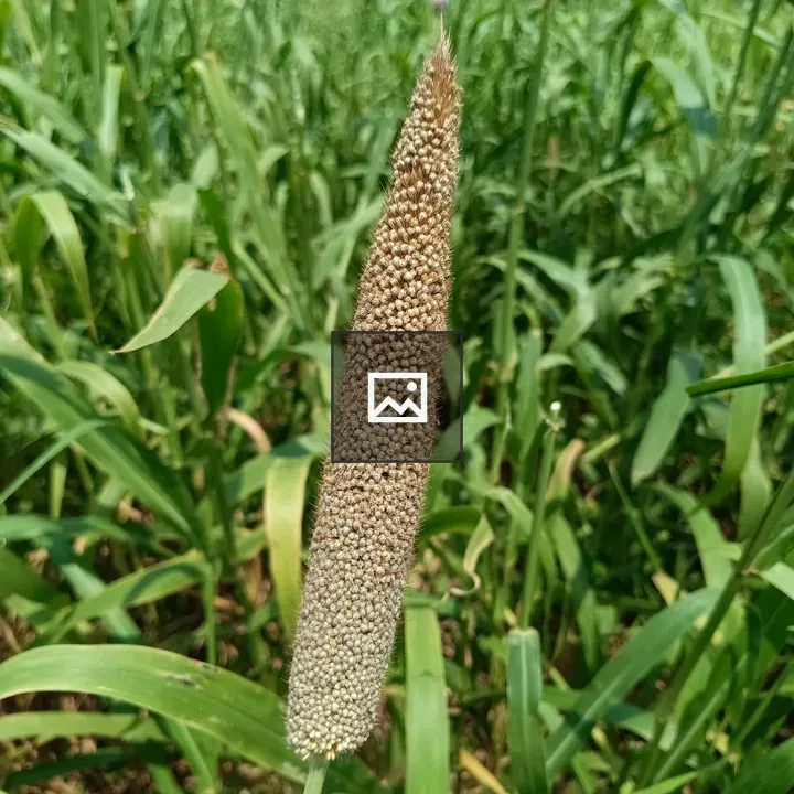 Bajara Millet Plant Close-Up