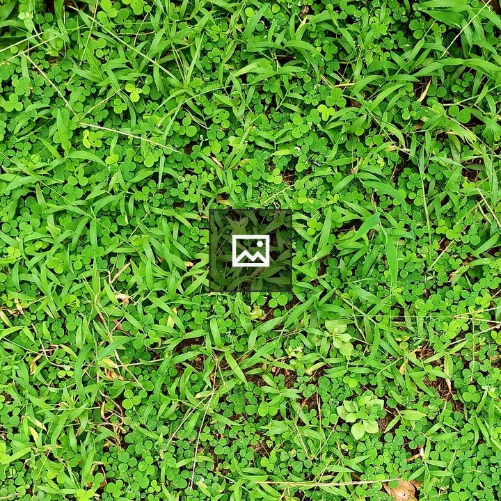 Green grass lawn leaves