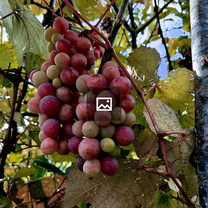Grapes on Vine in Portrait