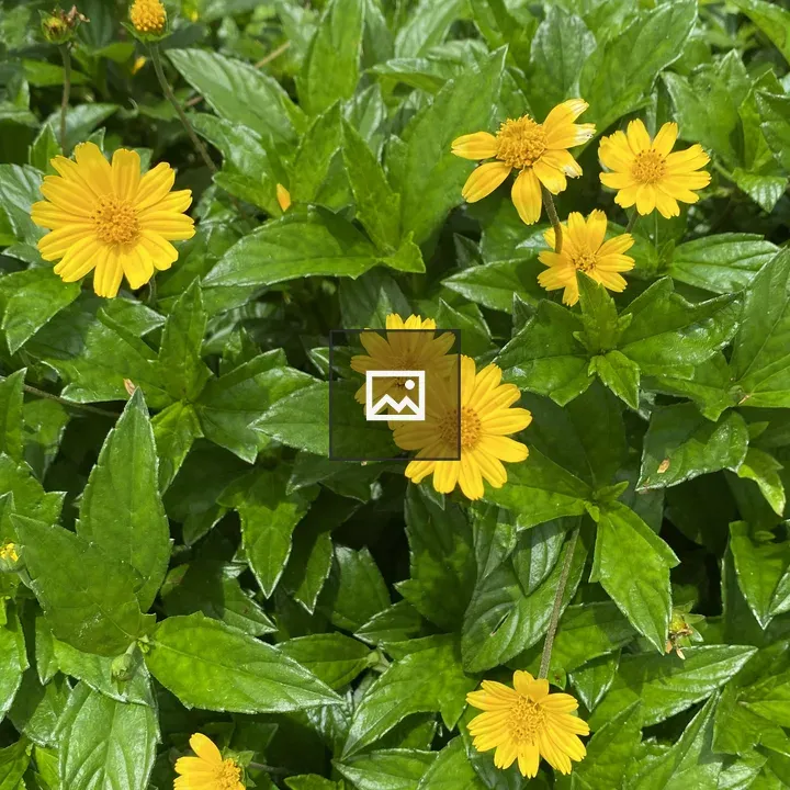 Bright flowers in leafy background