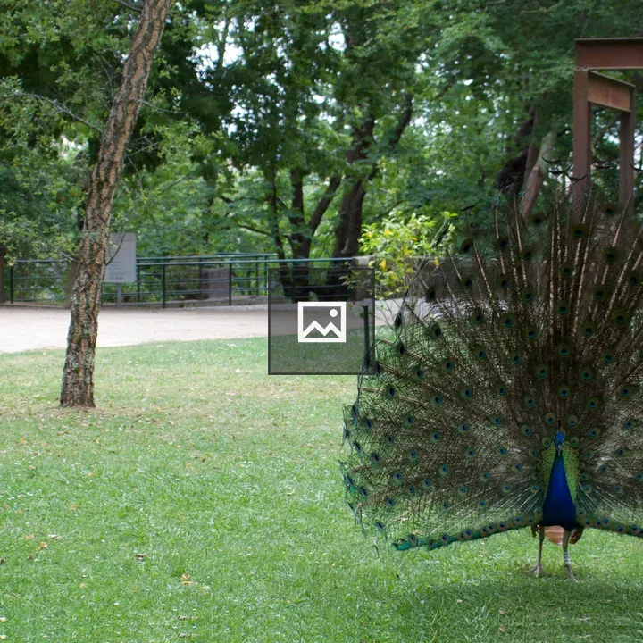 Peacocks with feathers displayed