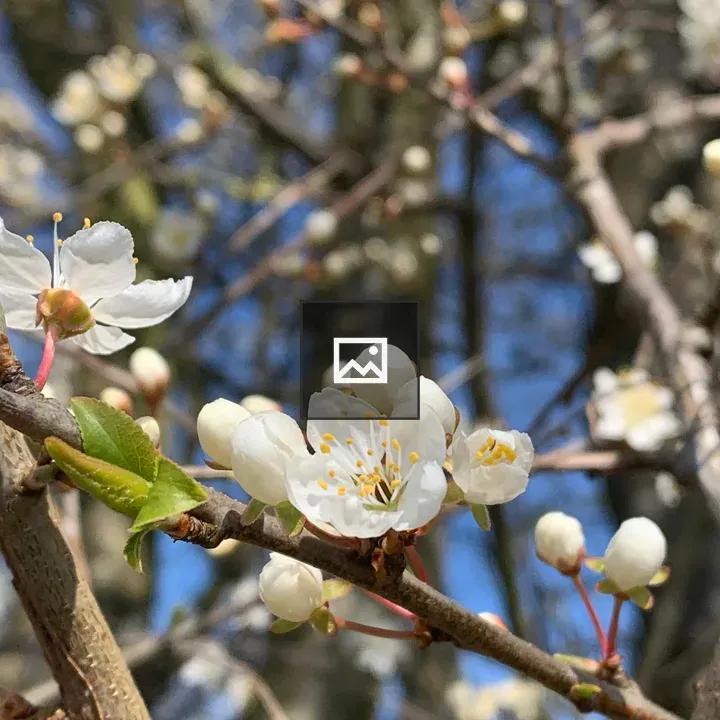 Cherry plum blossoms on a tree