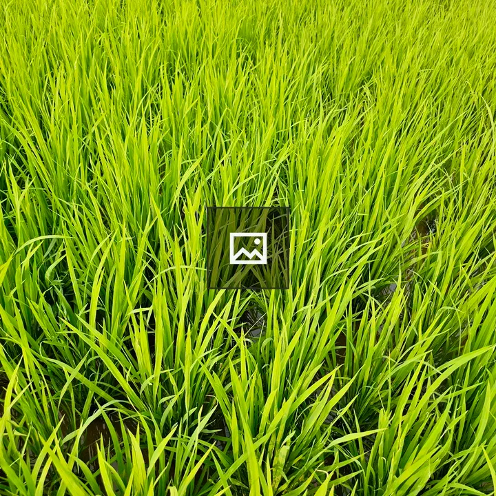 Rice field close-up in green