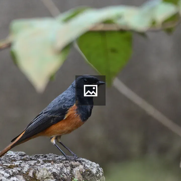Black Redstart on Rock