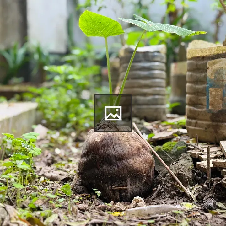 Coconut Sprout in Soil