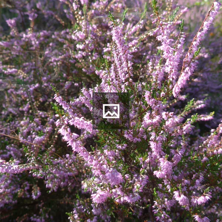 Colorful heather flowers