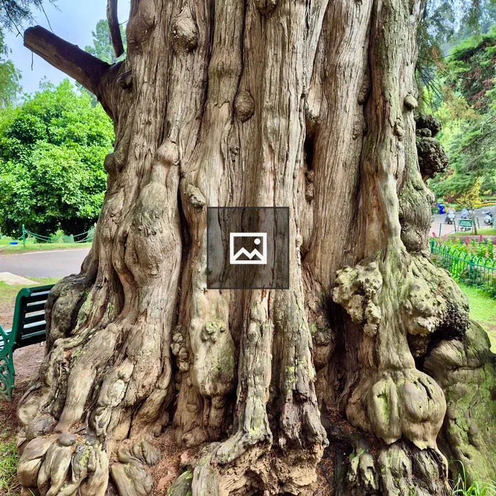 Old tree at Government Botanical Garden