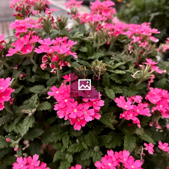 Bright pink verbena flowers