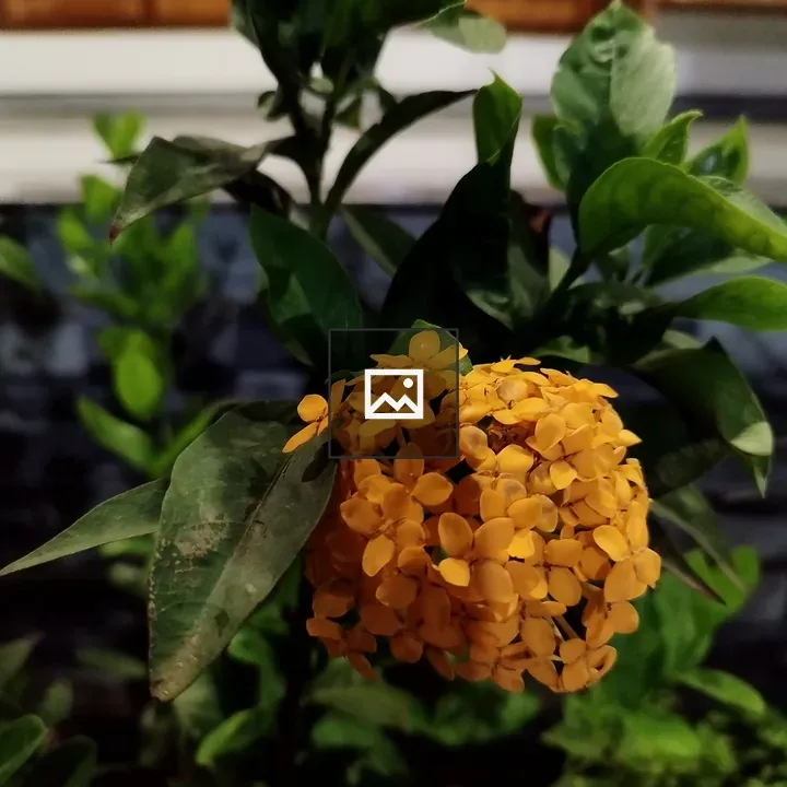 Ixora Rangan Yellow Flower