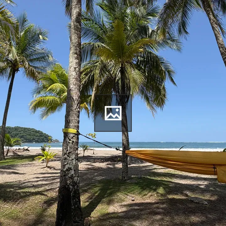Palm Trees and Hammock at Playa Carrillo