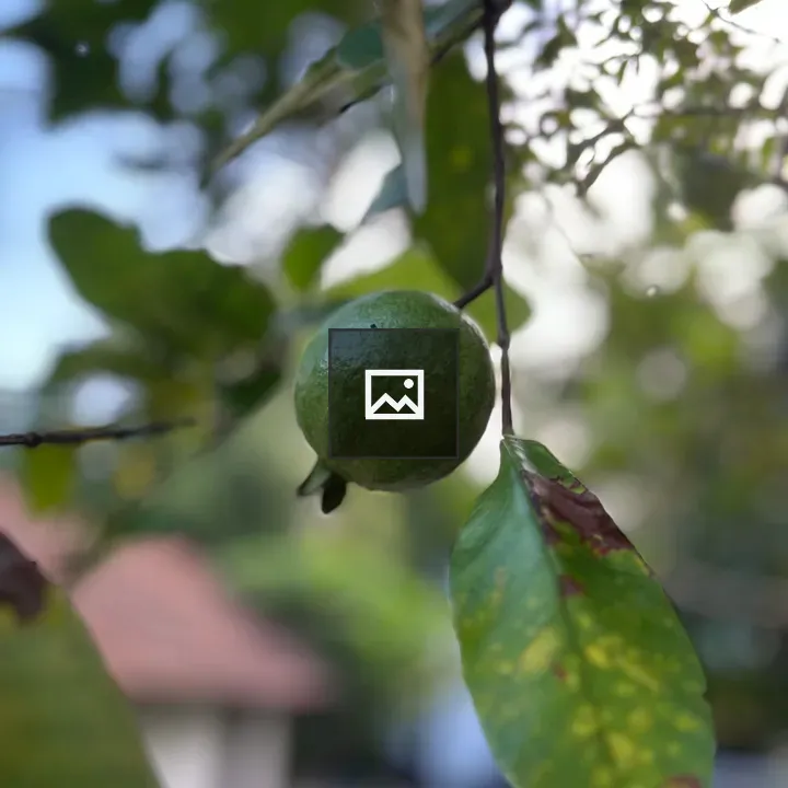 Guava on its plant