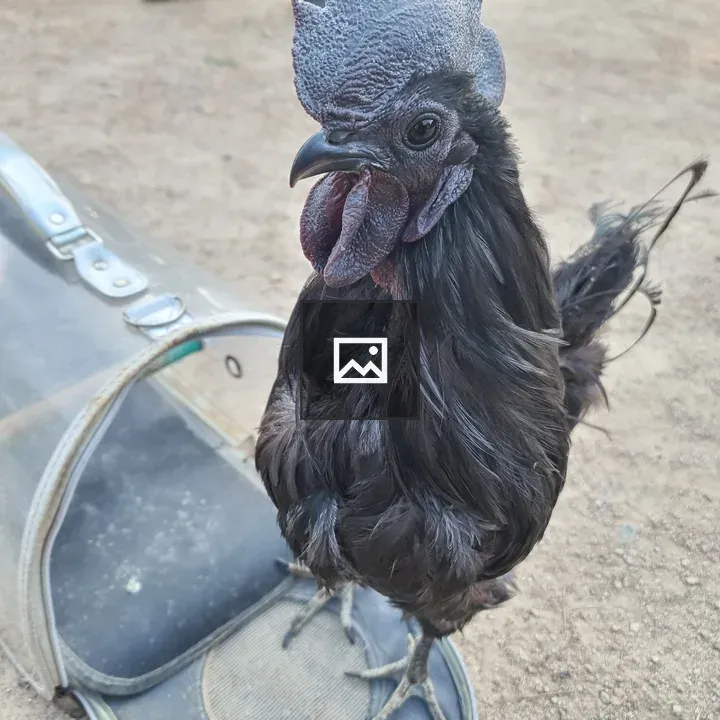 Rooster head closeup