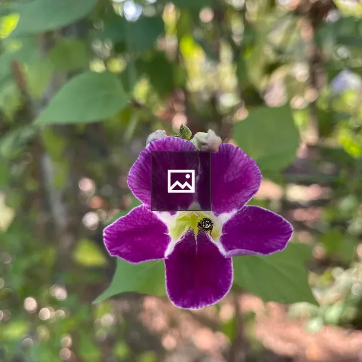 Bee Inside Violet Flower
