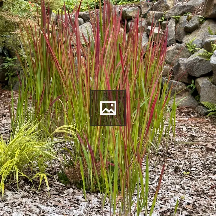 Red-tipped ornamental grass clump