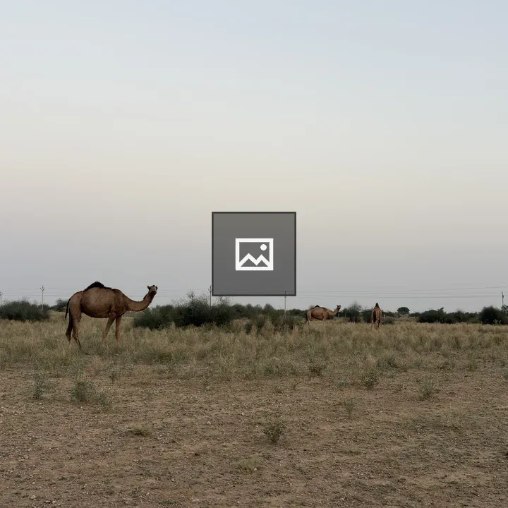 Desert Camels at Dusk