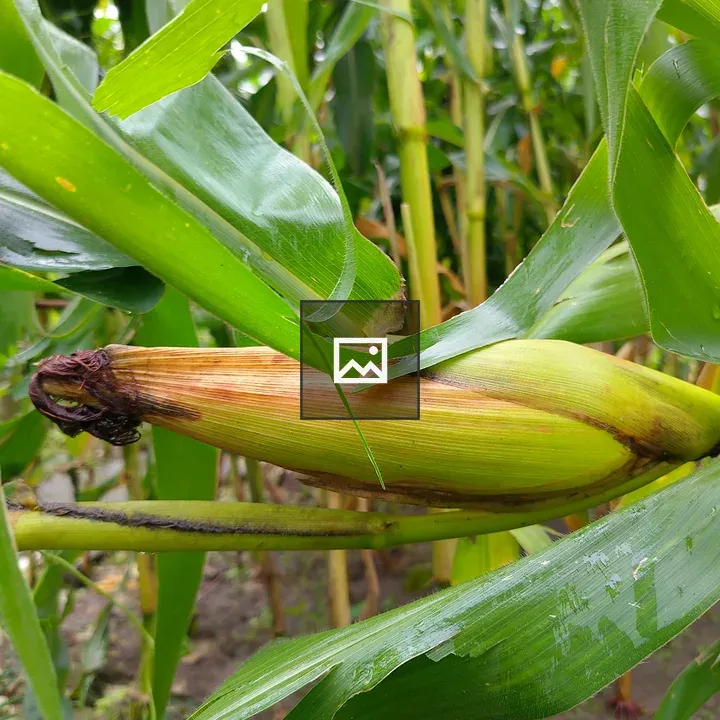 Fresh corn cob on maize plant
