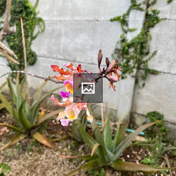 Close-up Orchid Bloom