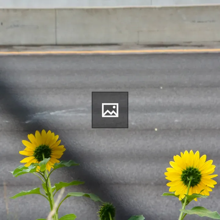 Sunflowers by the Highway