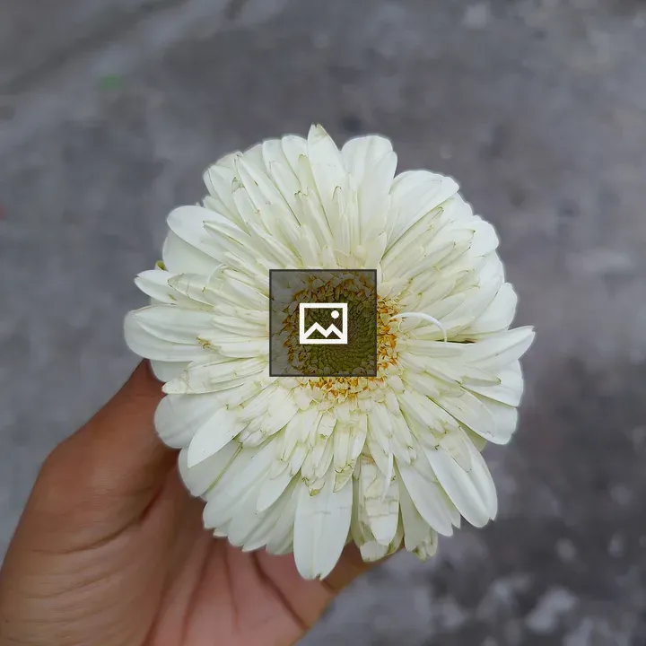 White flower hand close-up