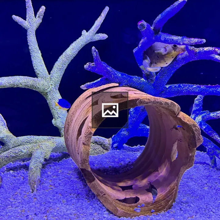 Cowfish among coral and pipe