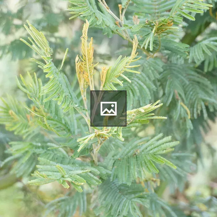 New fronds on a lush fern tree