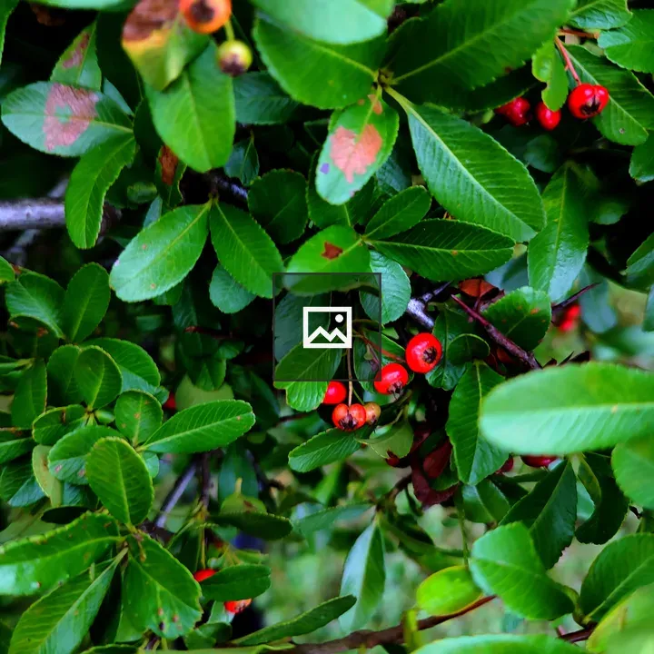 Close-up Leaves with Red Berries