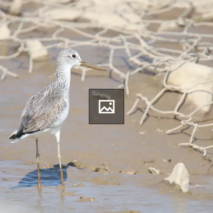 Green Sandpiper in Mud