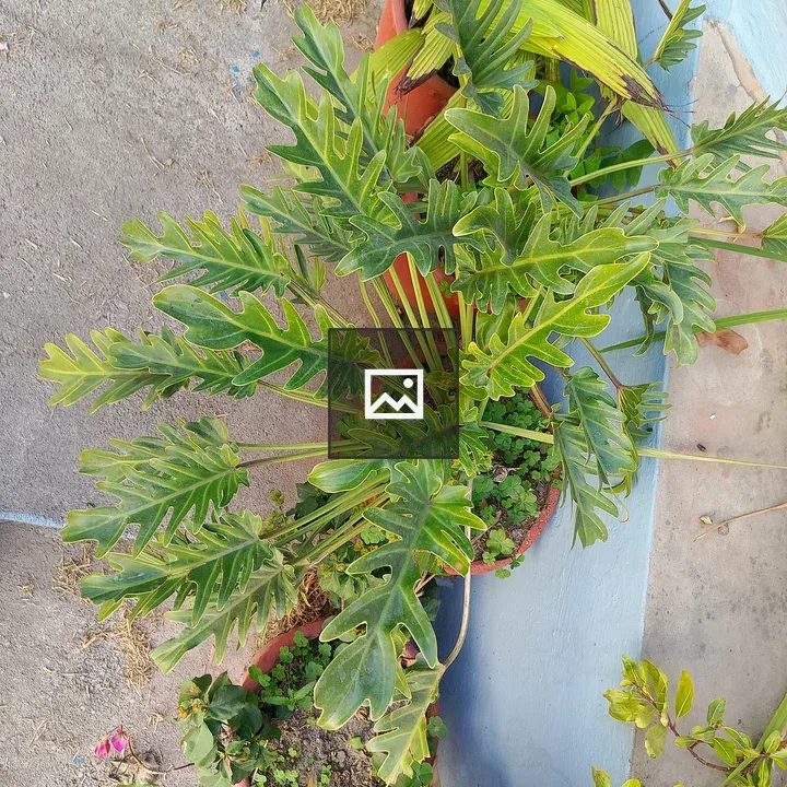 Potted plants on concrete surface