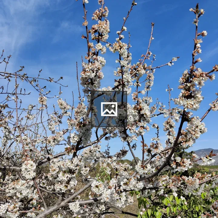 Almond blossoms
