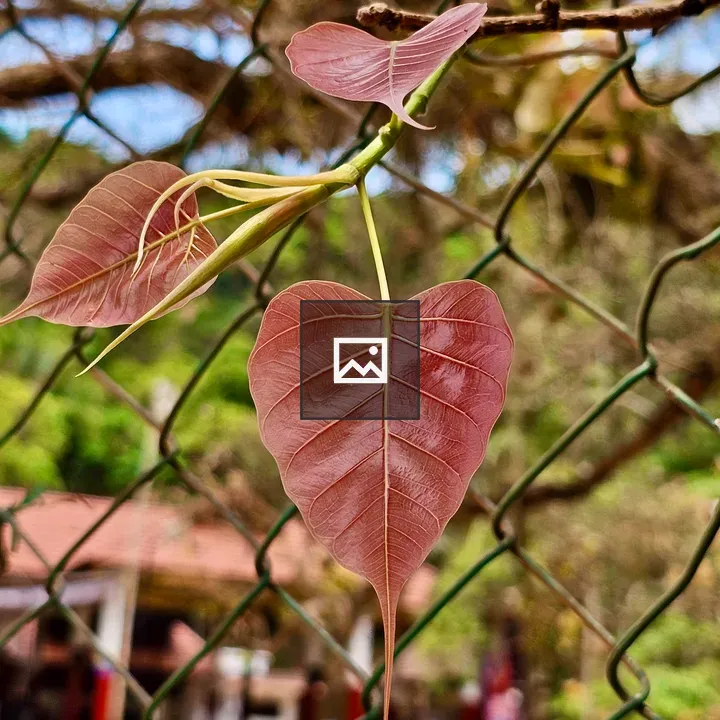 Tender leaves of Ficus Religiosa