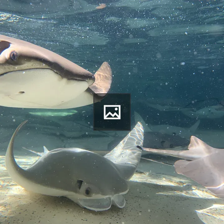 Stingrays in clear water