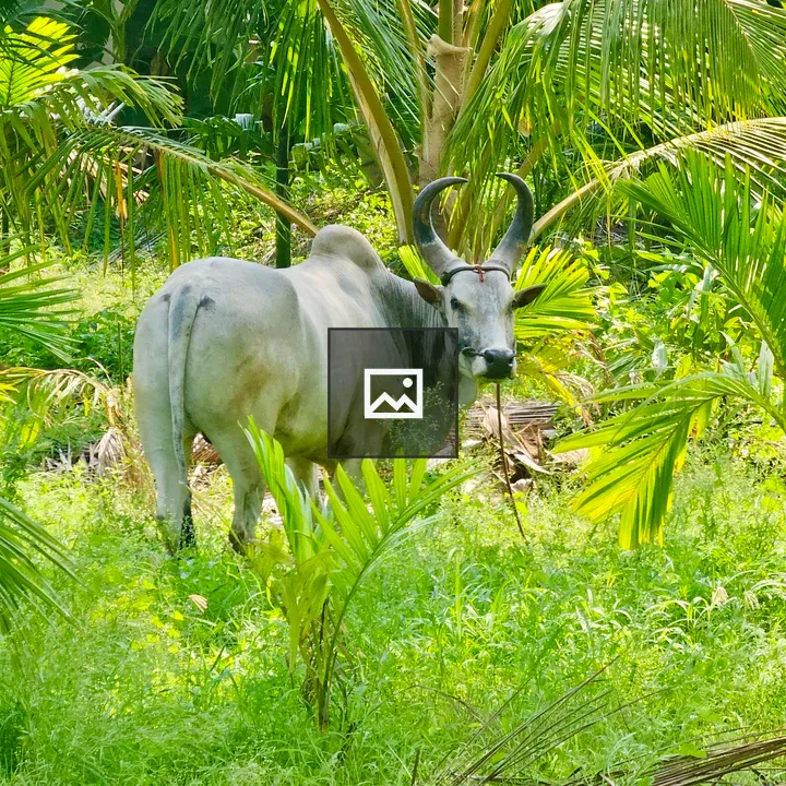 Majestic grey bull among coconut palms