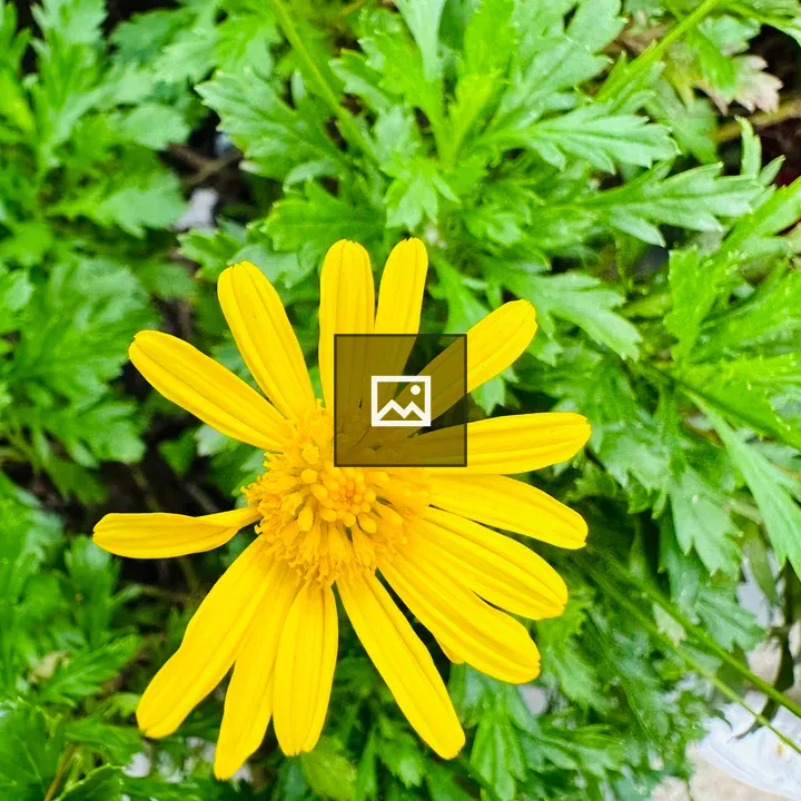 A yellow flower with green leaves